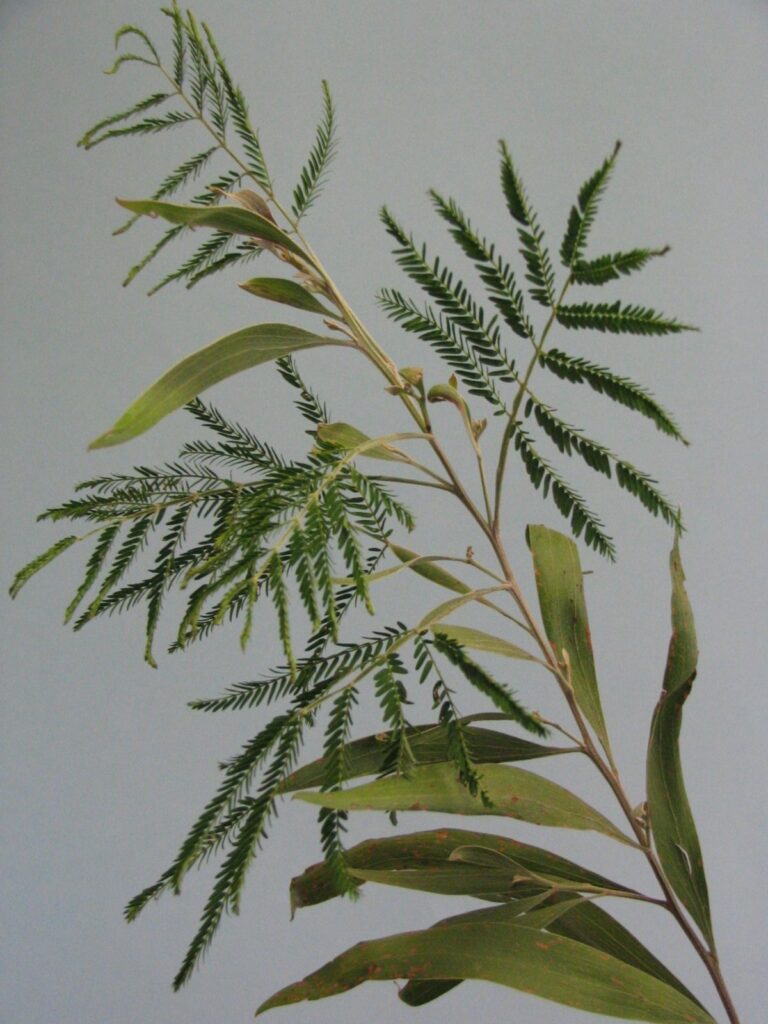 acacia phyllodes structure close up
