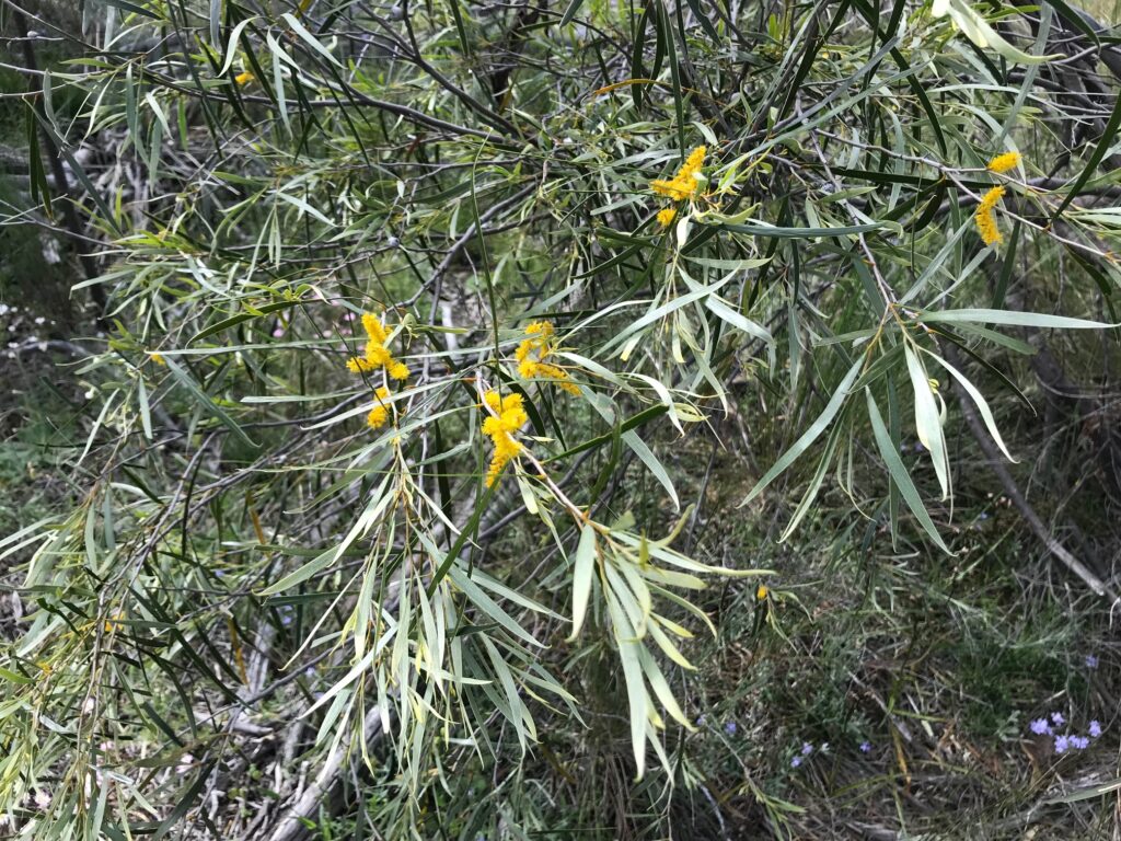 acacia acuminata shrub Western Australia