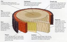 mimosa hostilis root bark inner layer cross section