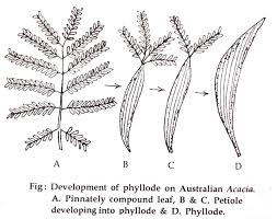 phyllode vs true leaf botanical comparison
