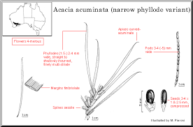acacia acuminata phyllode venation diagram