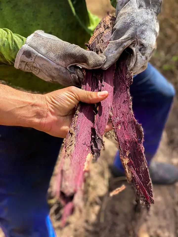 mimosa hostilis root bark deep purple inner surface quality