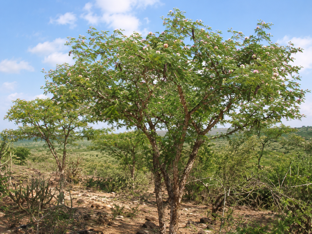 mimosa tenuiflora trees growing naturally in a dry tropical woodland habitat with green foliage under a clear blue sky.