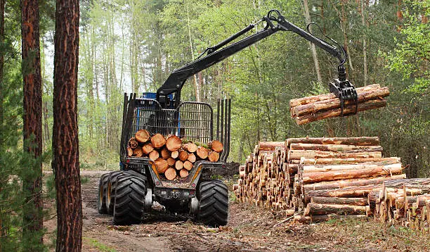 Forestry harvester machine loading freshly cut pine logs in a green woodland forest – sustainable bark harvesting operations
