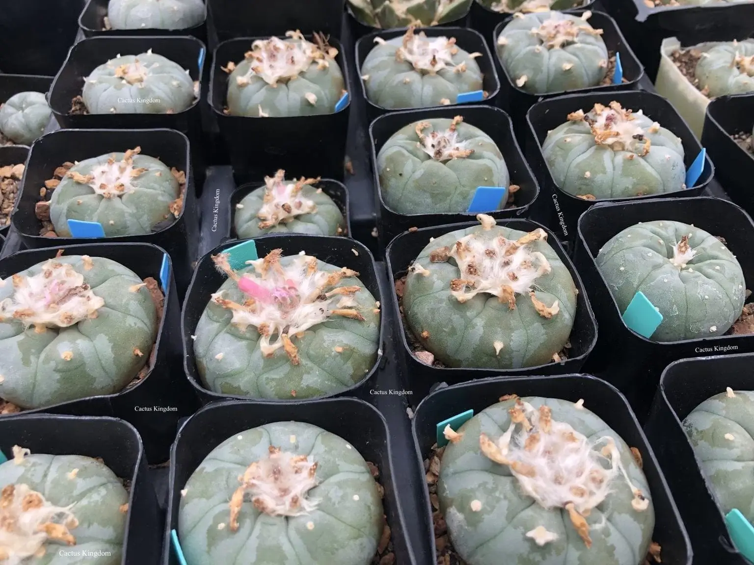 Lophophora williamsii cactus plant specimen