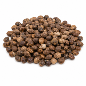 Natural Mimosa hostilis seeds on white background for botanical propagation and educational reference