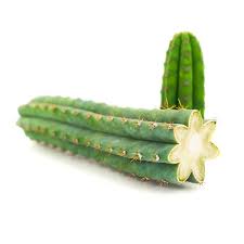 Peruvian Torch cactus Echinopsis peruviana dried skin and powder botanical specimens from Peru